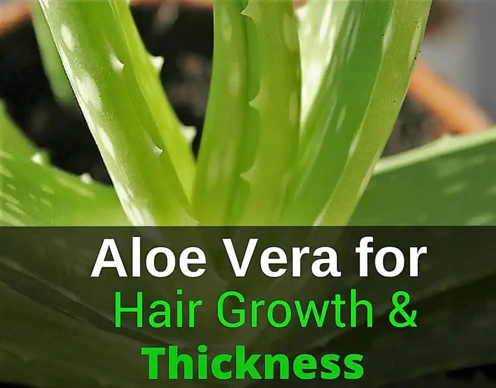 Unlocking the Secret Elixir: The Marvels of Aloe Vera for Your Hair